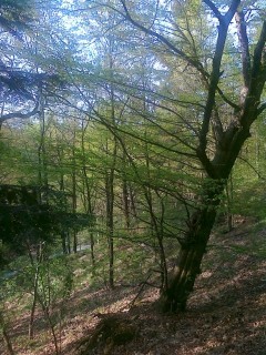 Průhonice, obora